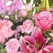 Royal Blush